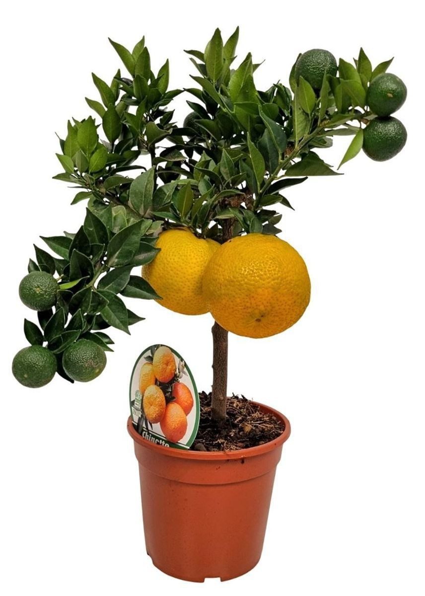 Citrus aurantium