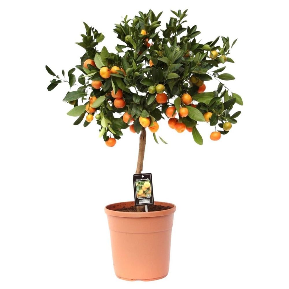 Citrofortunella microcarpa