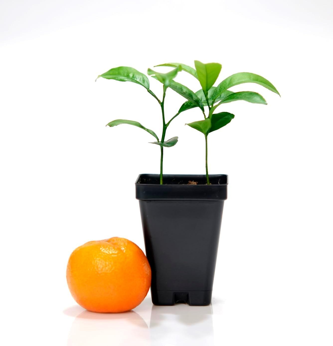 Citrus clementina