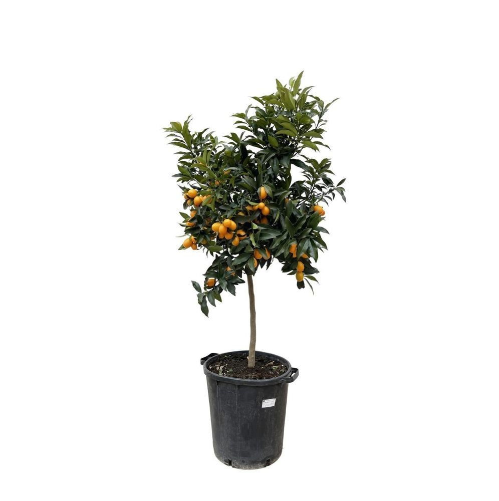 Citrus japonica