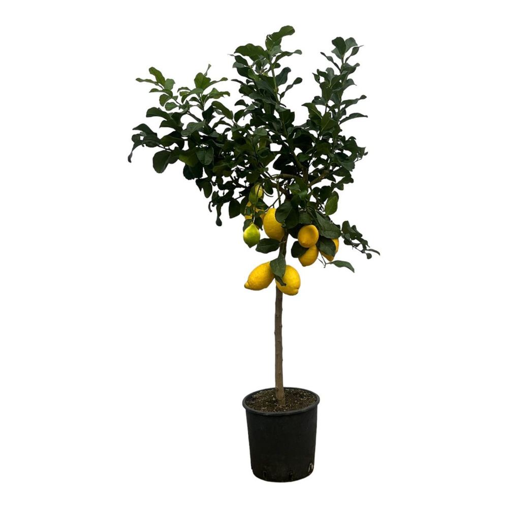 Citrus limon