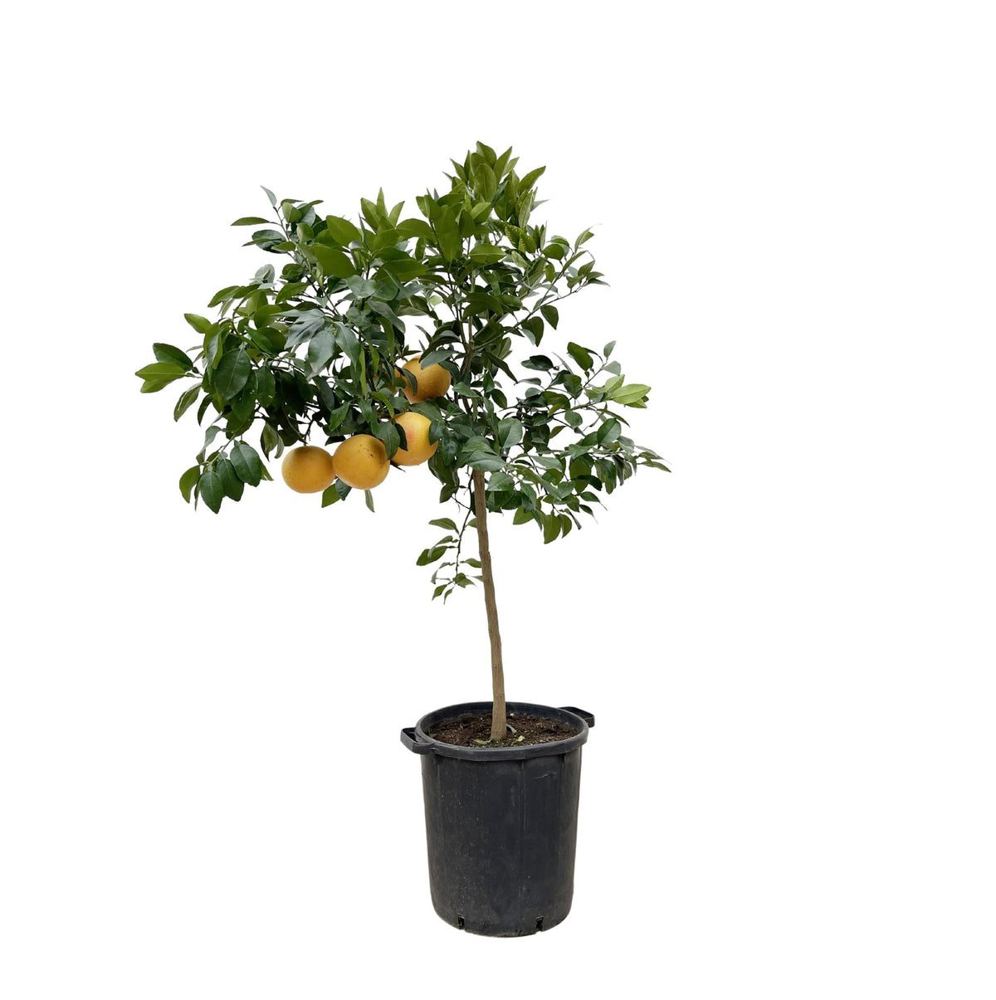 Citrus × paradisi