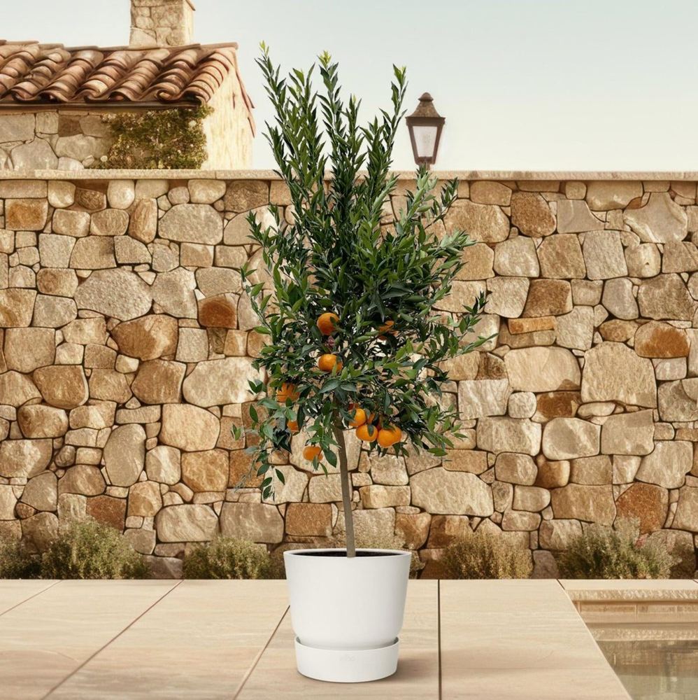 Citrus reticulata