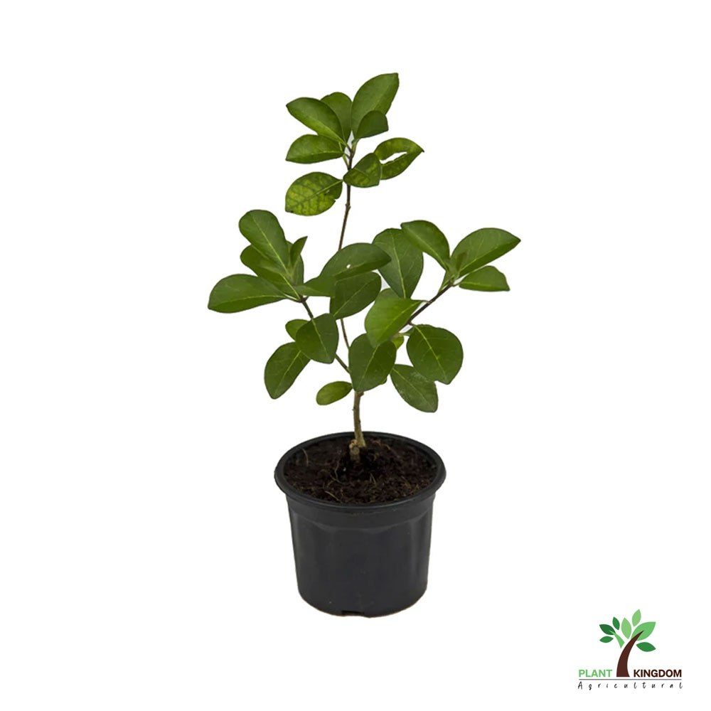 Clerodendrum inerme