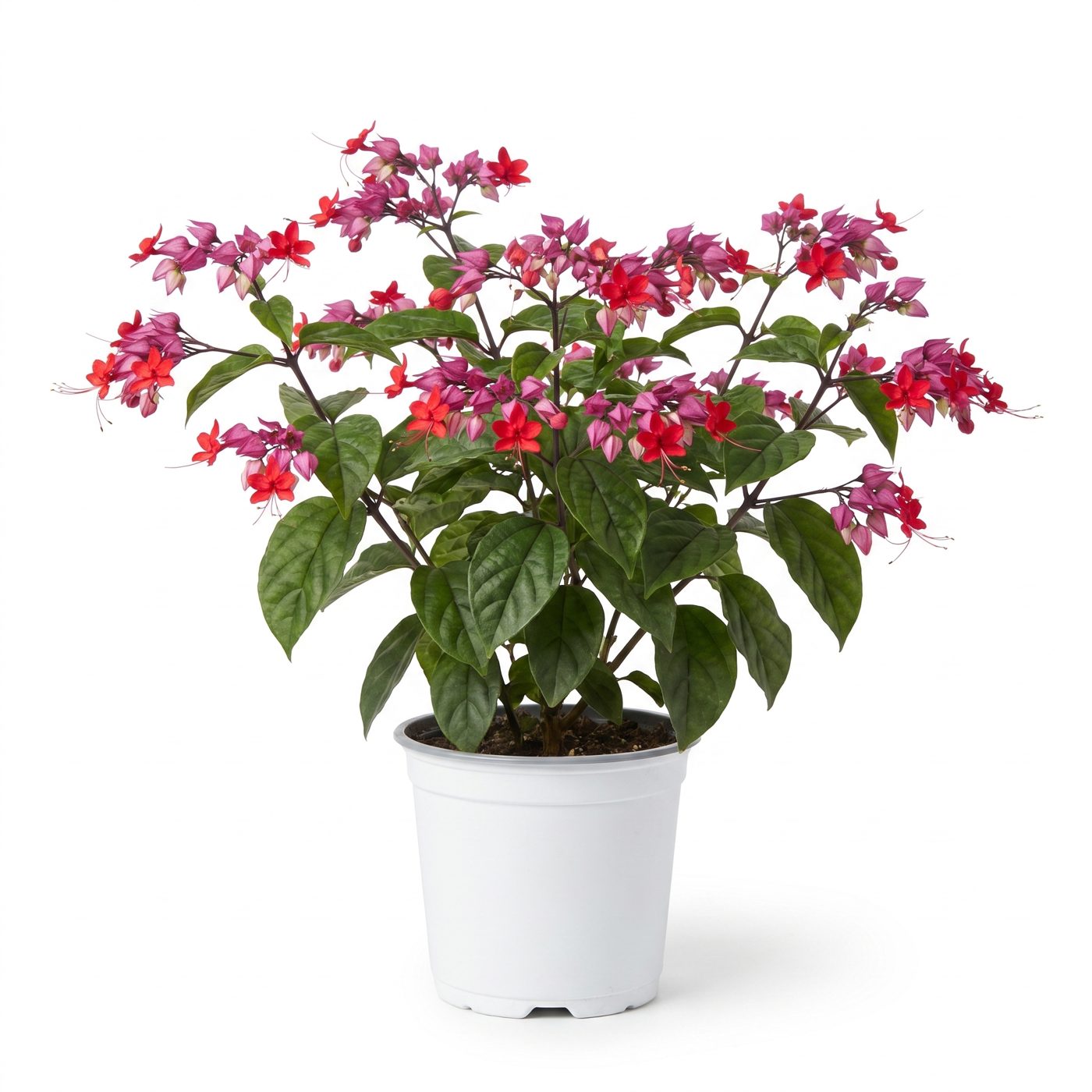 Clerodendrum speciosum
