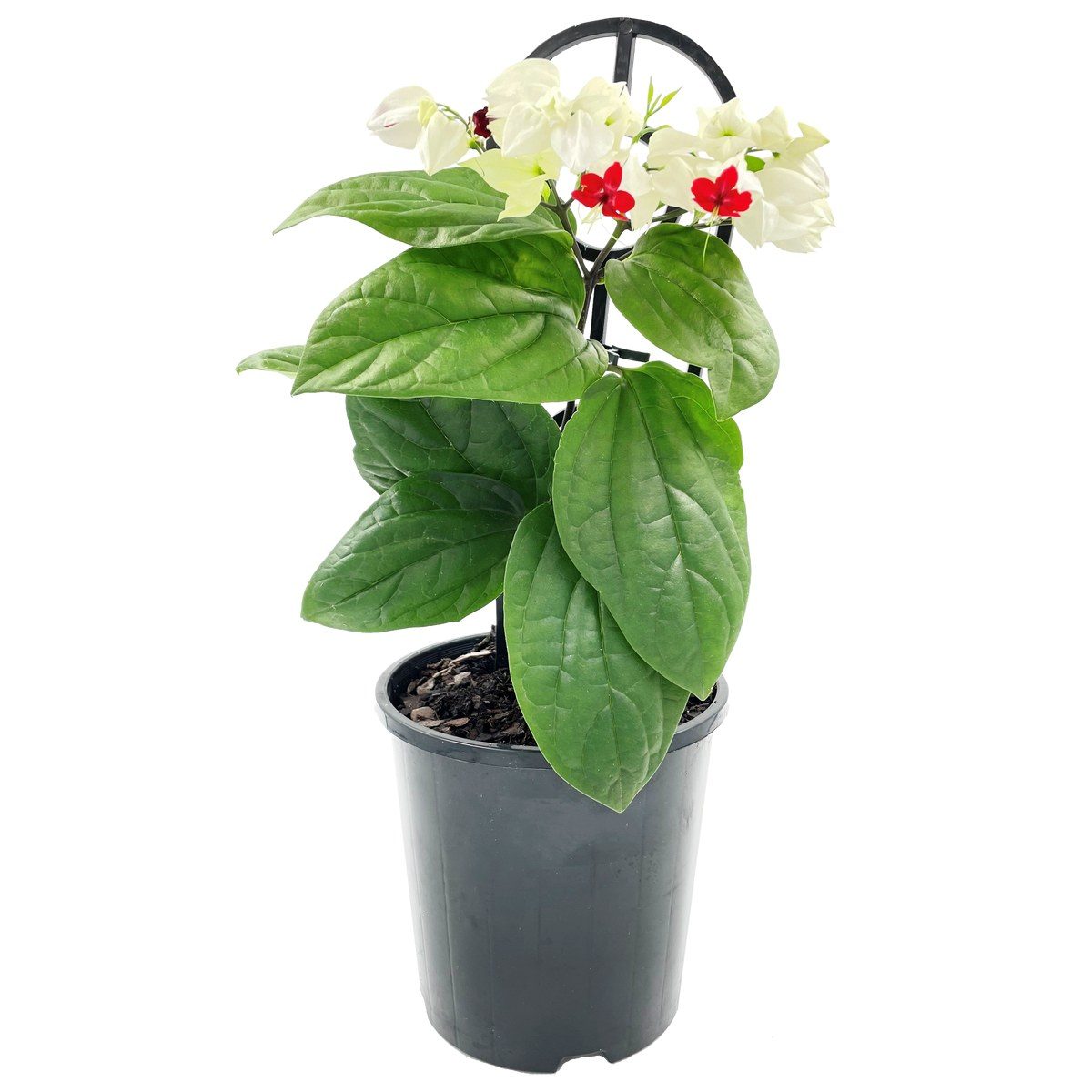 Clerodendrum thomsoniae