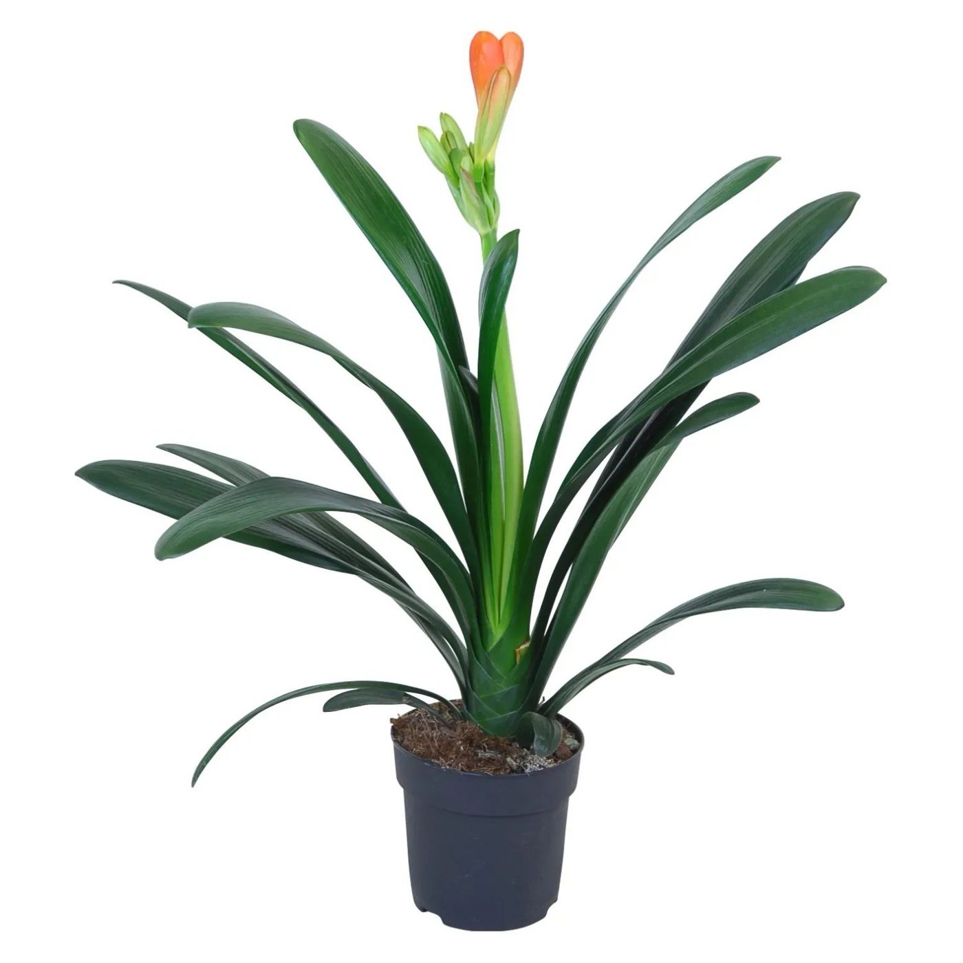 Clivia miniata