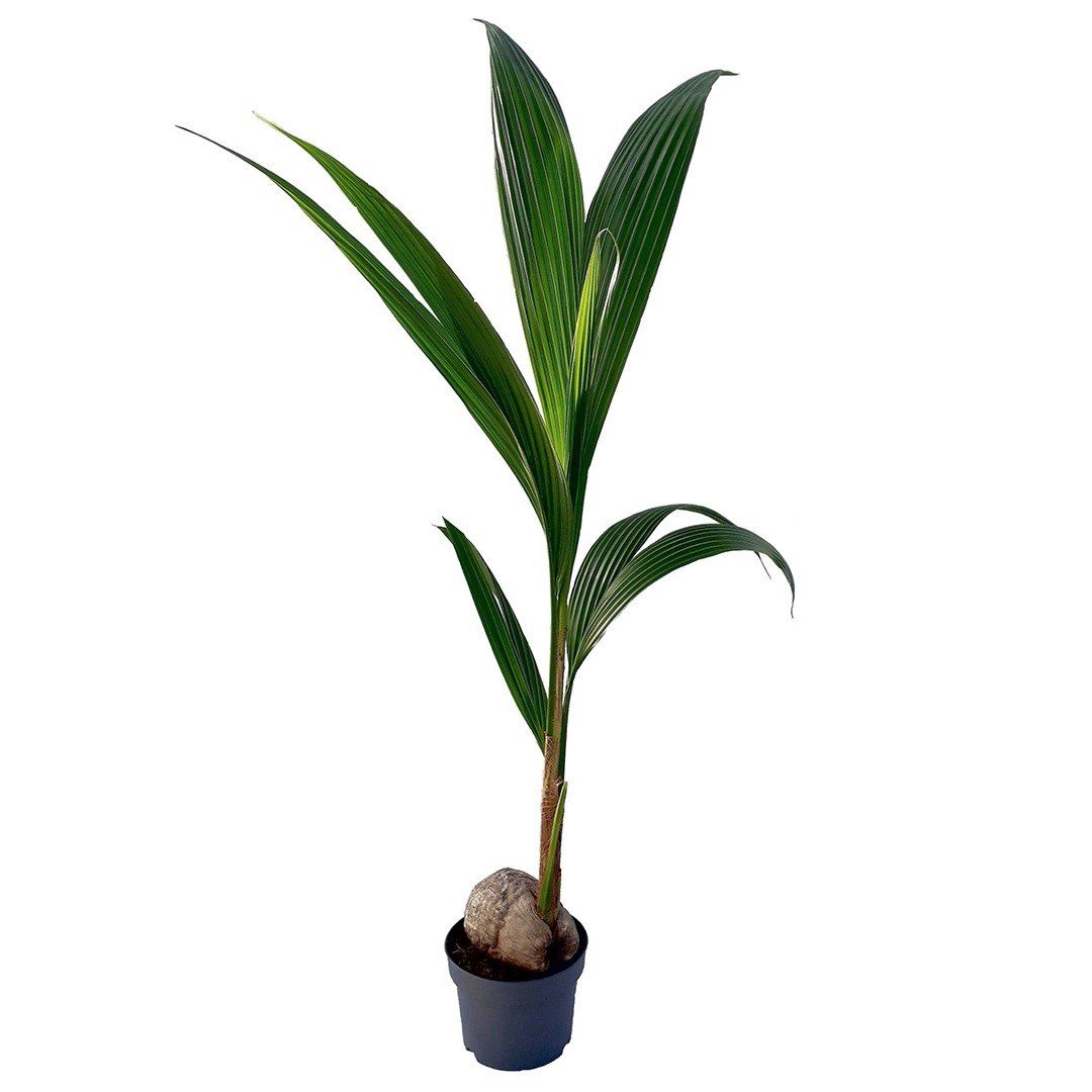 Cocos nucifera