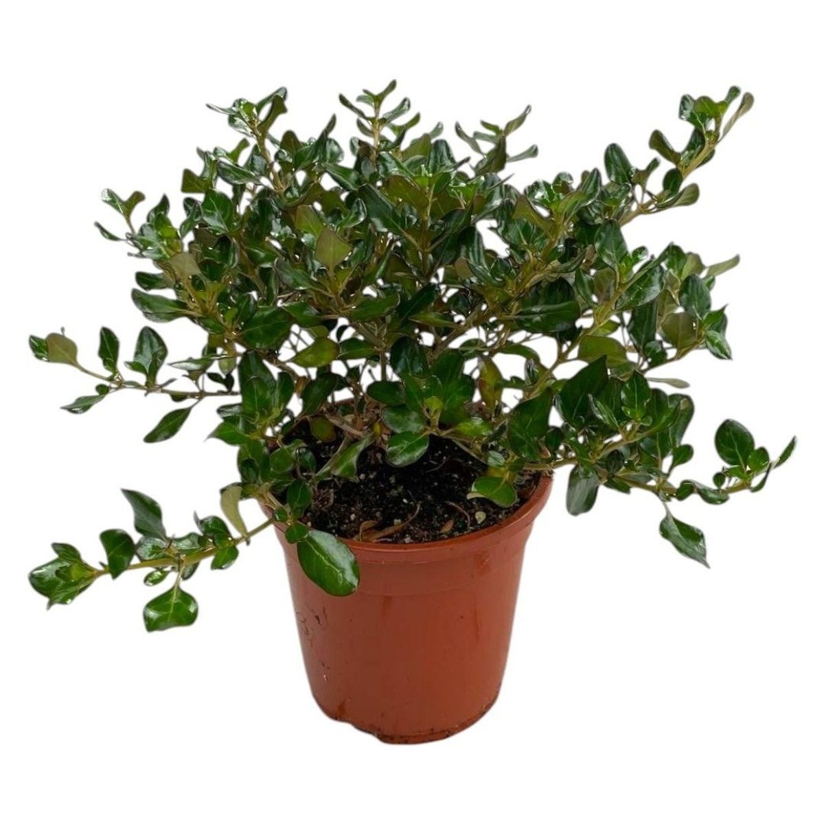 Coprosma repens