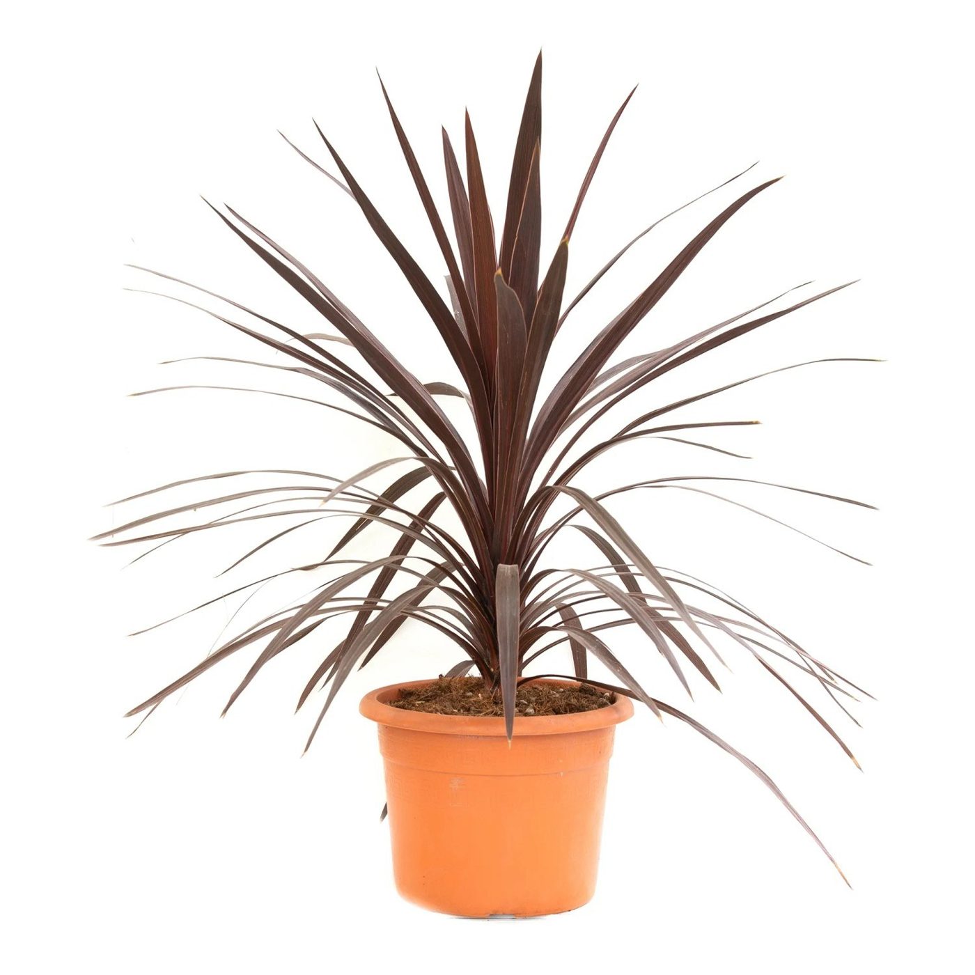 Cordyline australis