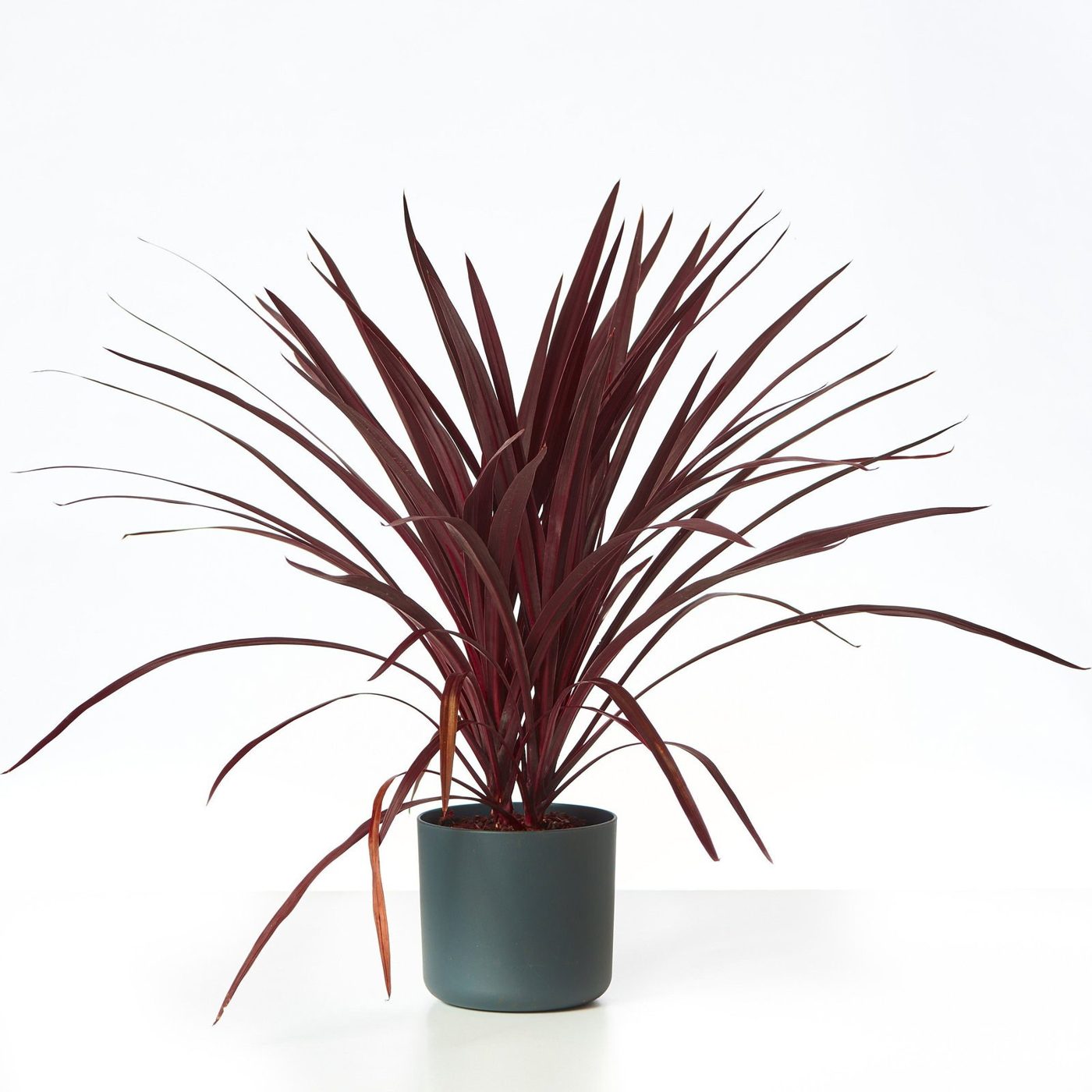 Cordyline australis 'Red Star'