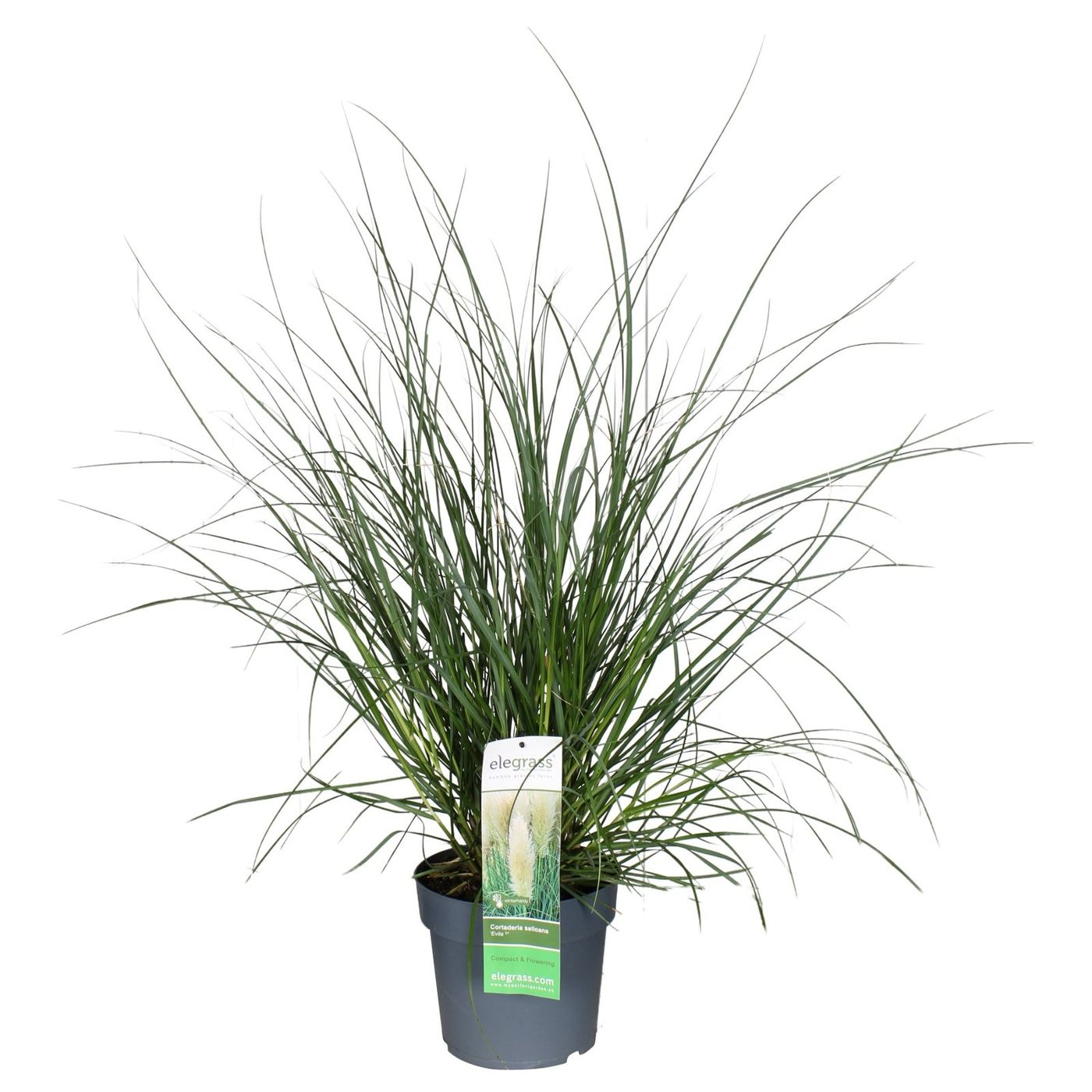 Cortaderia selloana