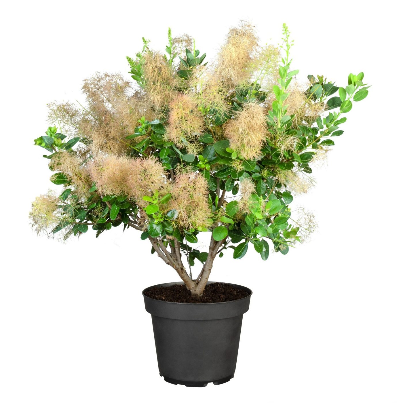 Cotinus coggygria