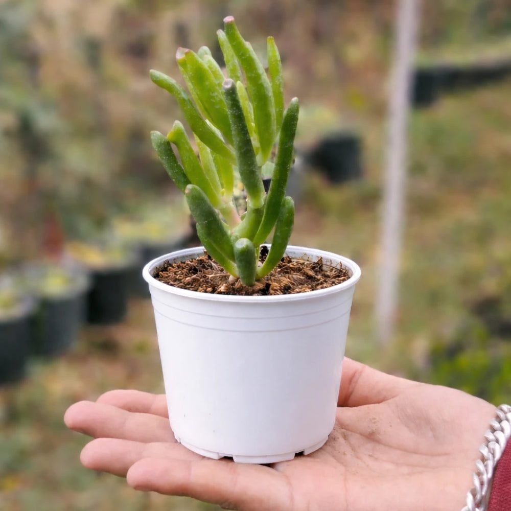 Crassula ovata 'Gollum'