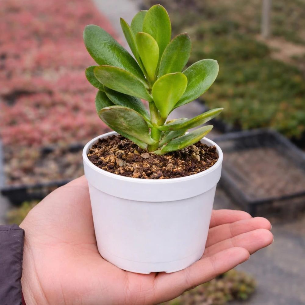 Crassula ovata