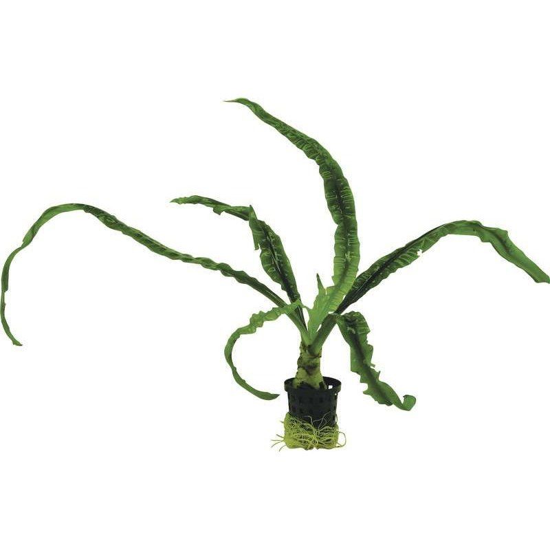 Crinum angustum