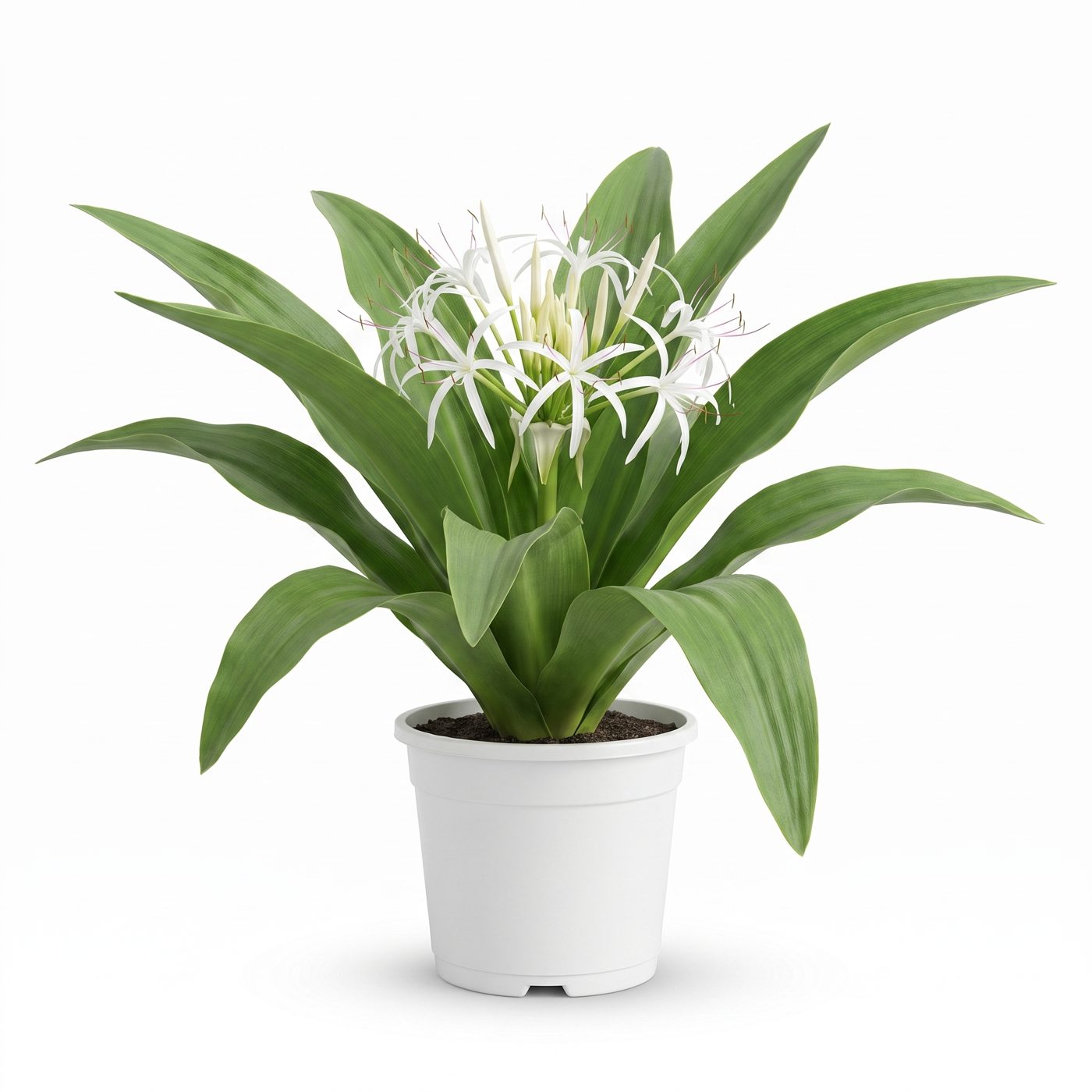 Crinum asiaticum