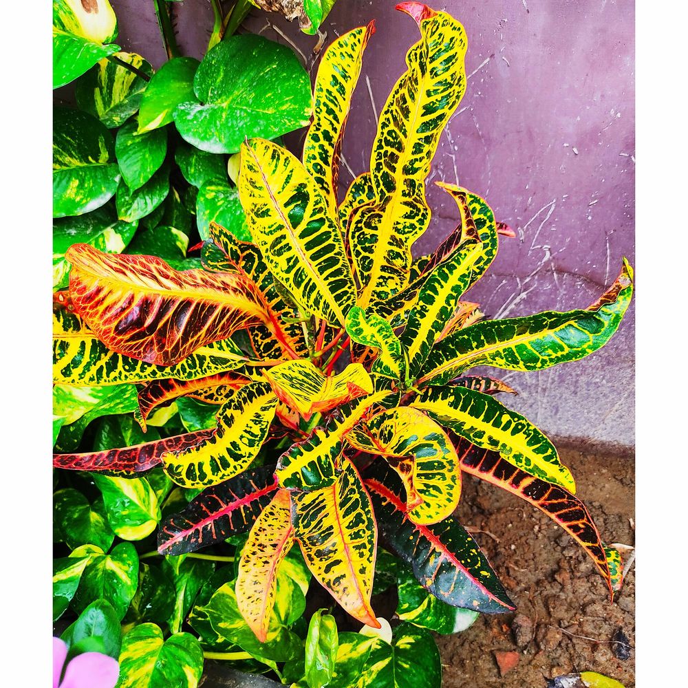 Croton mamy