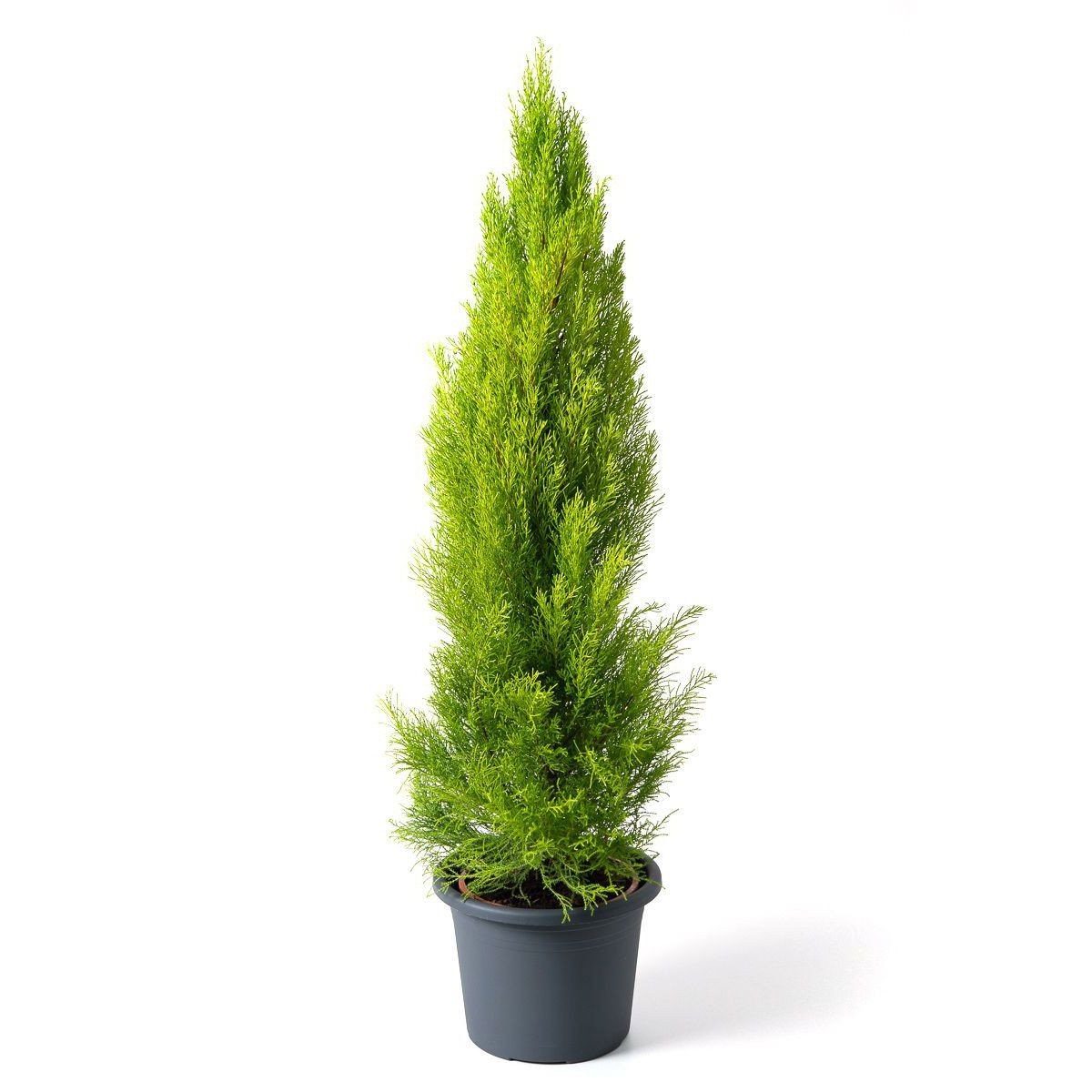 Cupressus macrocarpo