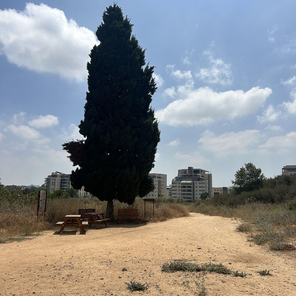 Cupressus sempervirens