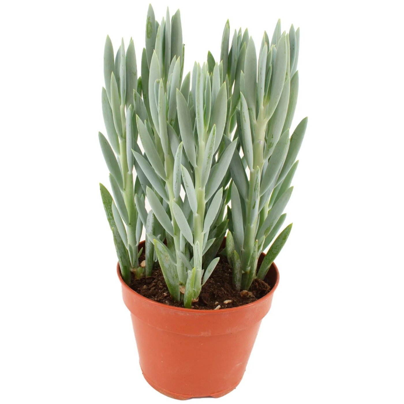 Curio ficoides