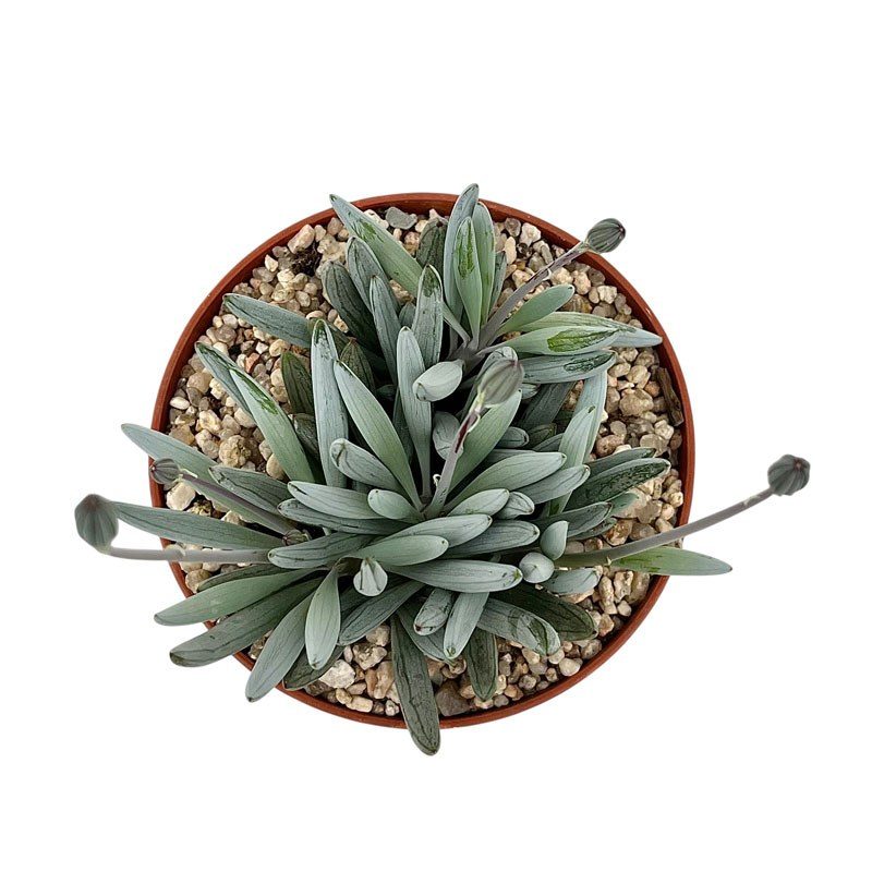 Curio talinoides var. serpens