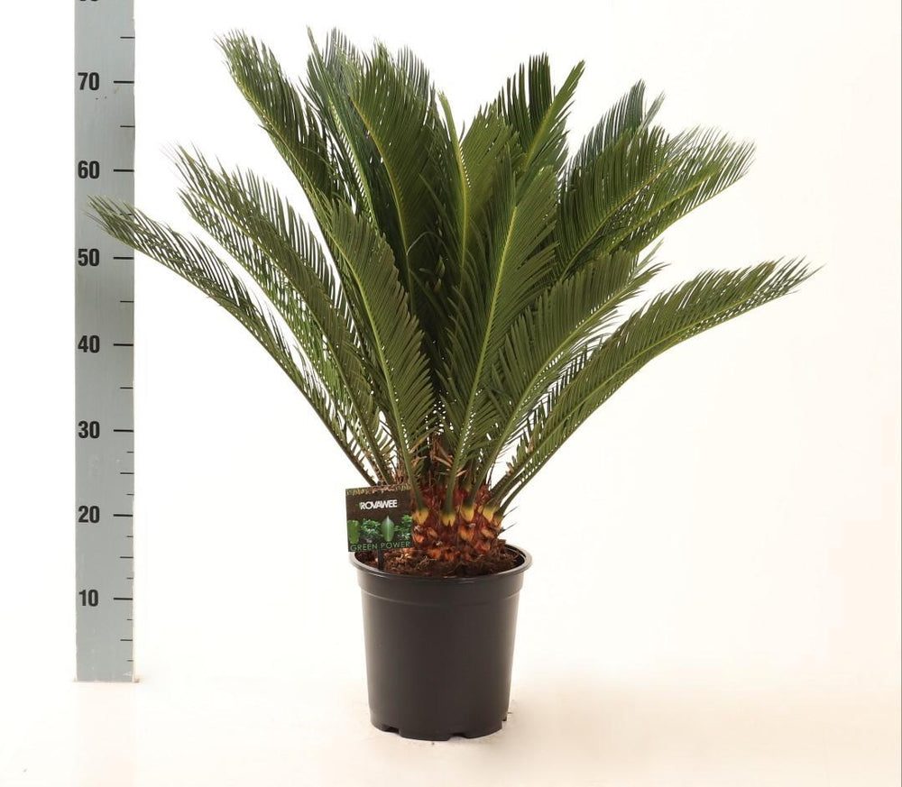 Cycas revoluta