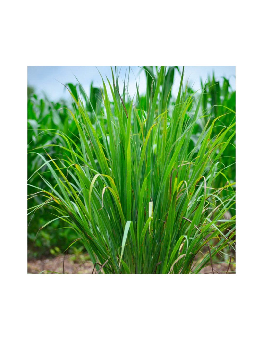 Cymbopogon citratus
