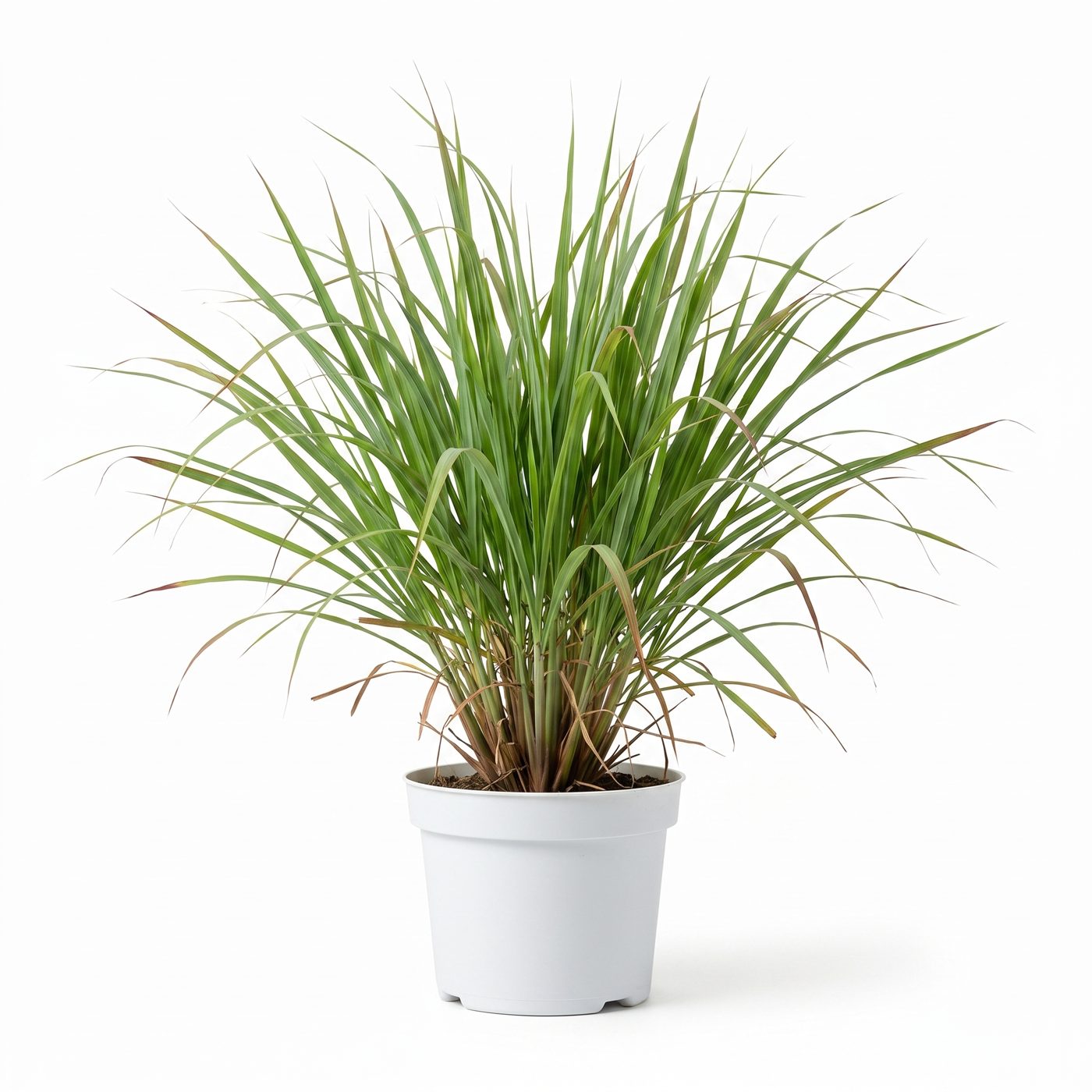 Cymbopogon winterianus