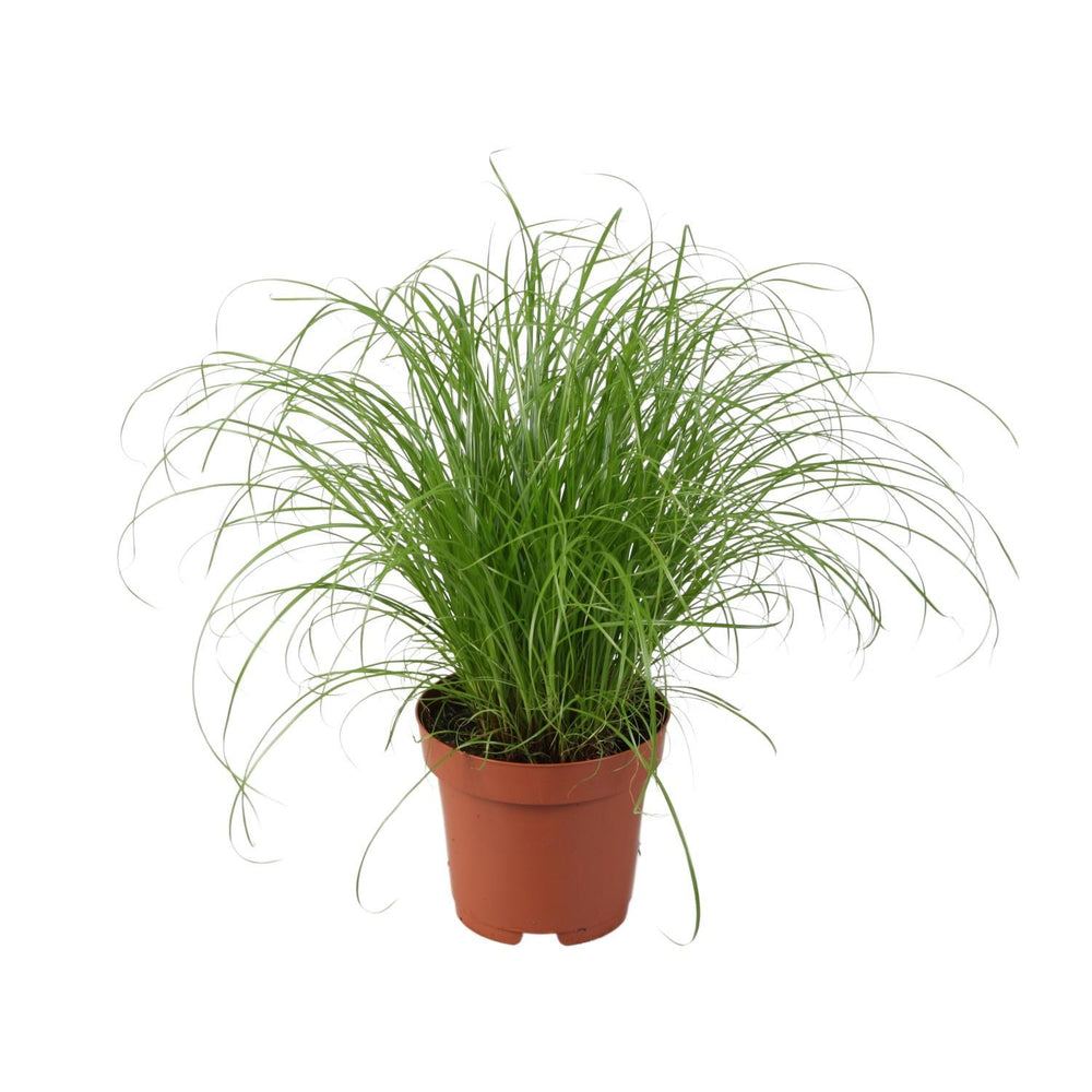Cyperus alternifolius