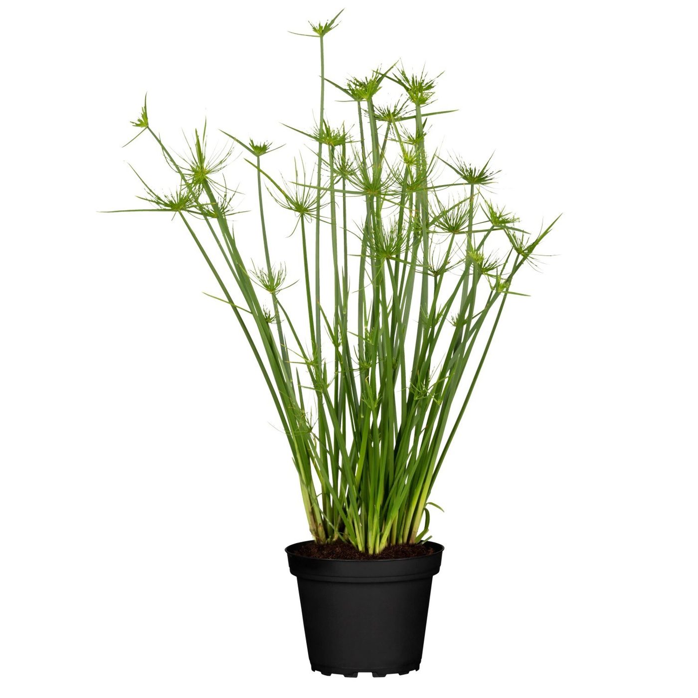 Cyperus papyrus