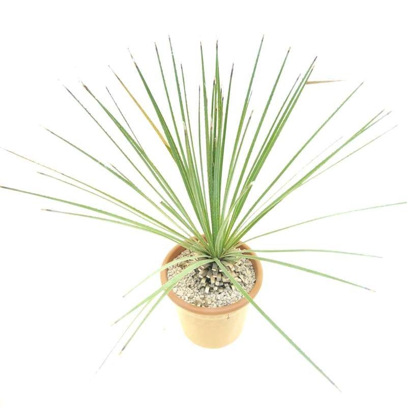 Dasylirion Wheeleri
