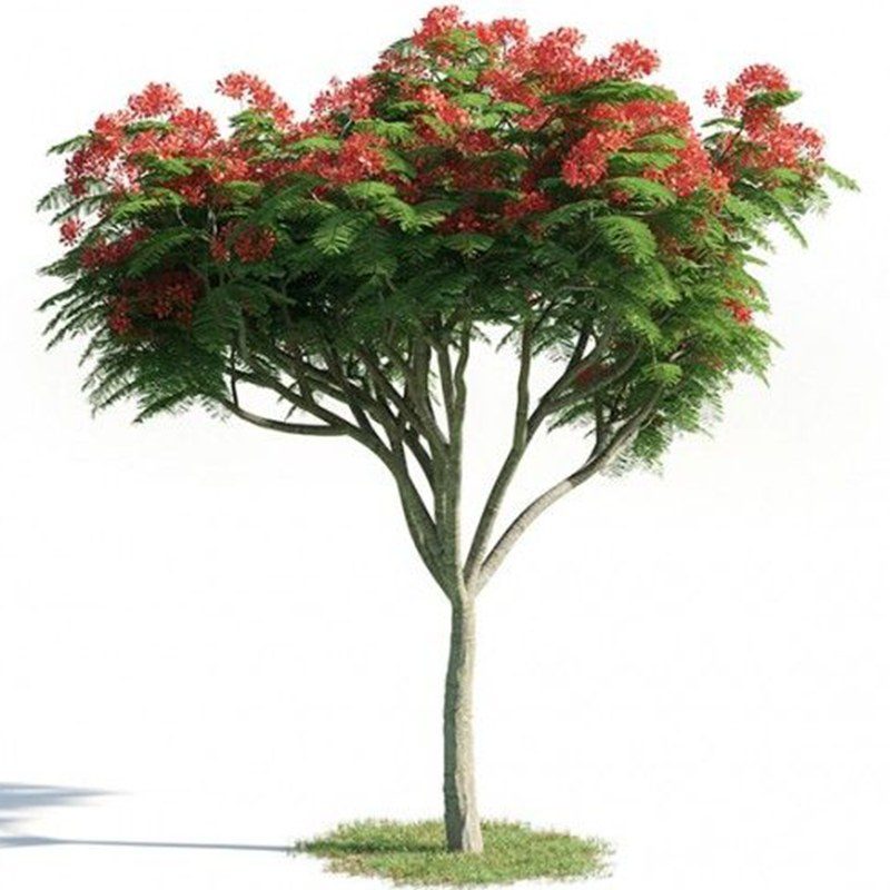 Delonix regia