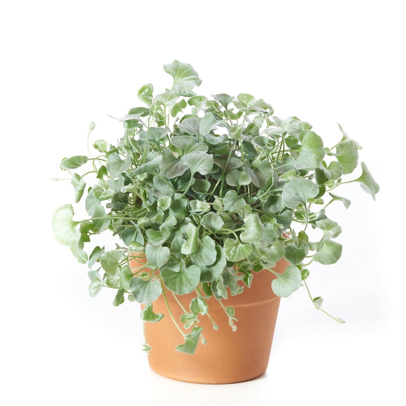Dichondra argentea