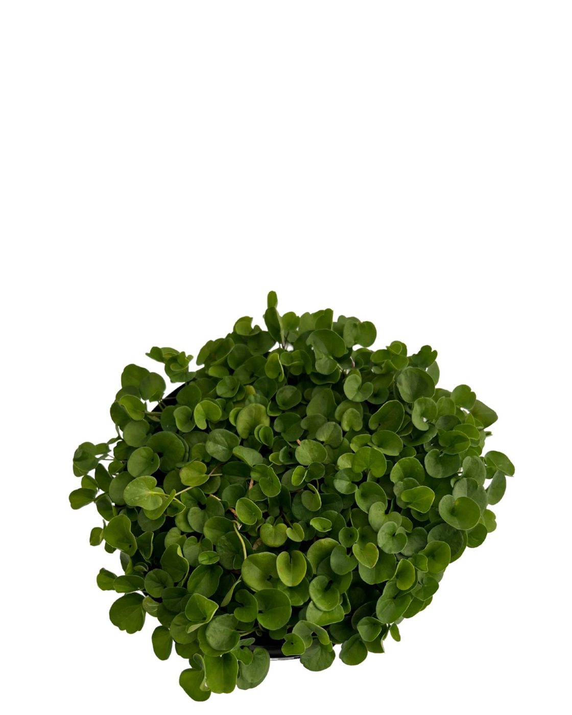 Dichondra repens