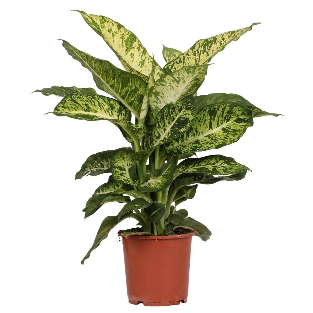 Dieffenbachia 'Mars'