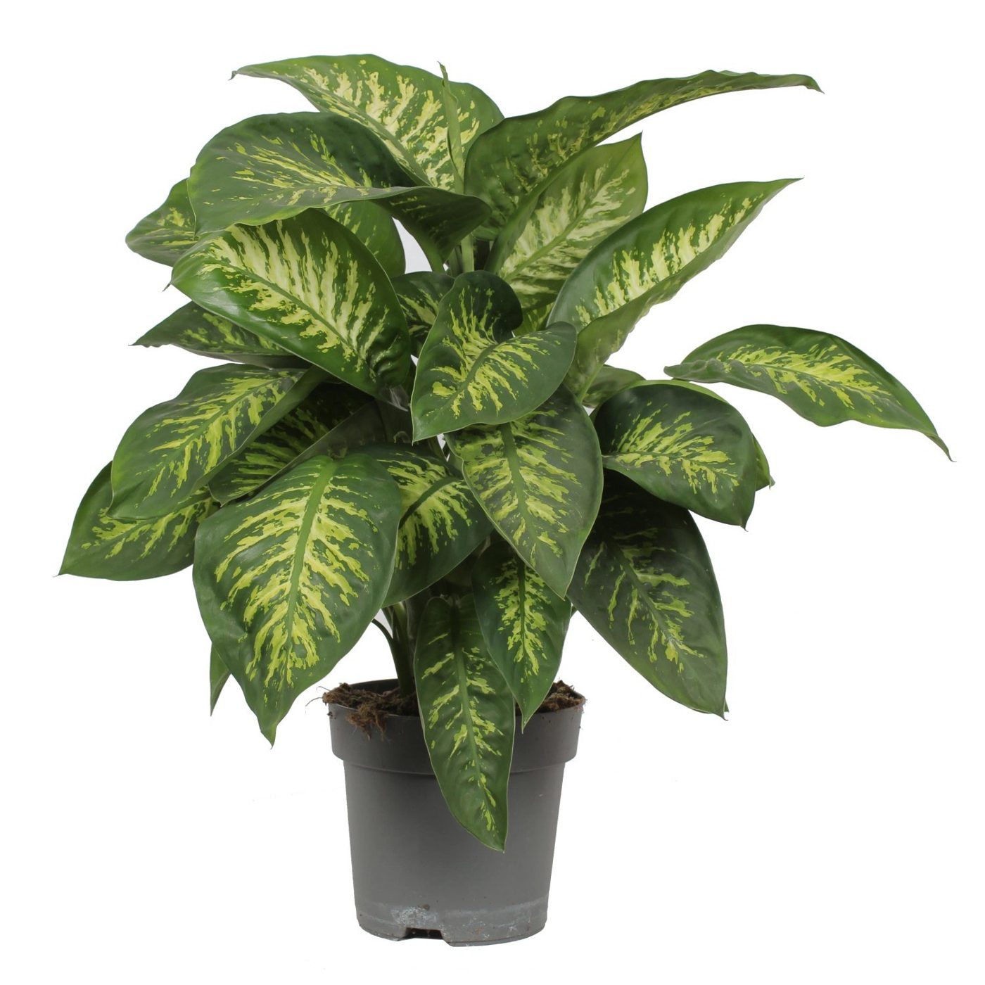 Dieffenbachia seguine