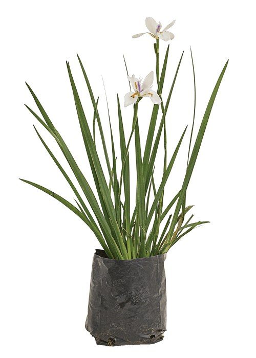 Dietes grandiflora