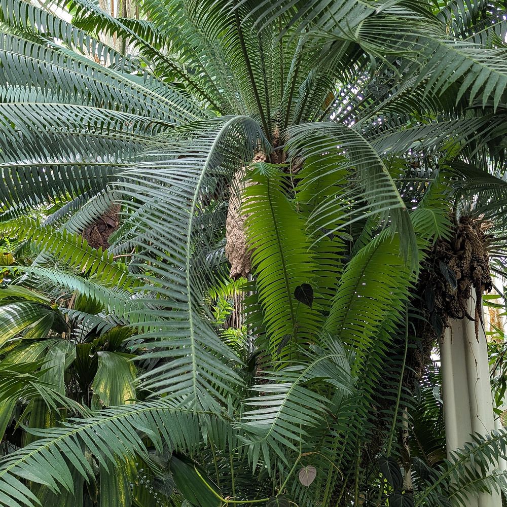 Dioon spinulosum
