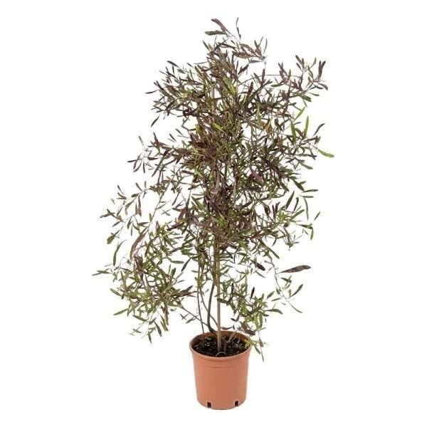 Dodonaea viscosa