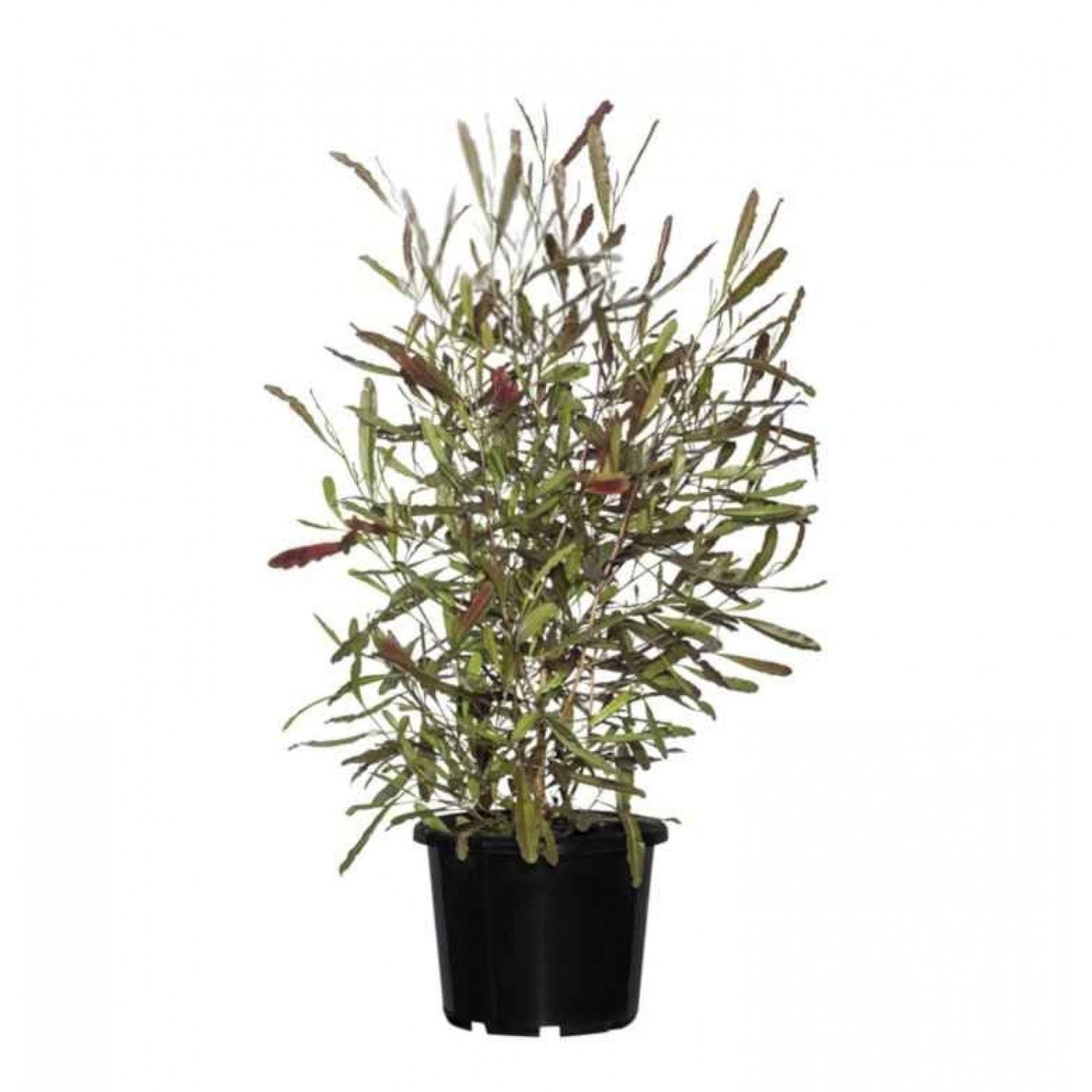 Dodonaea viscosa 'purpurea'