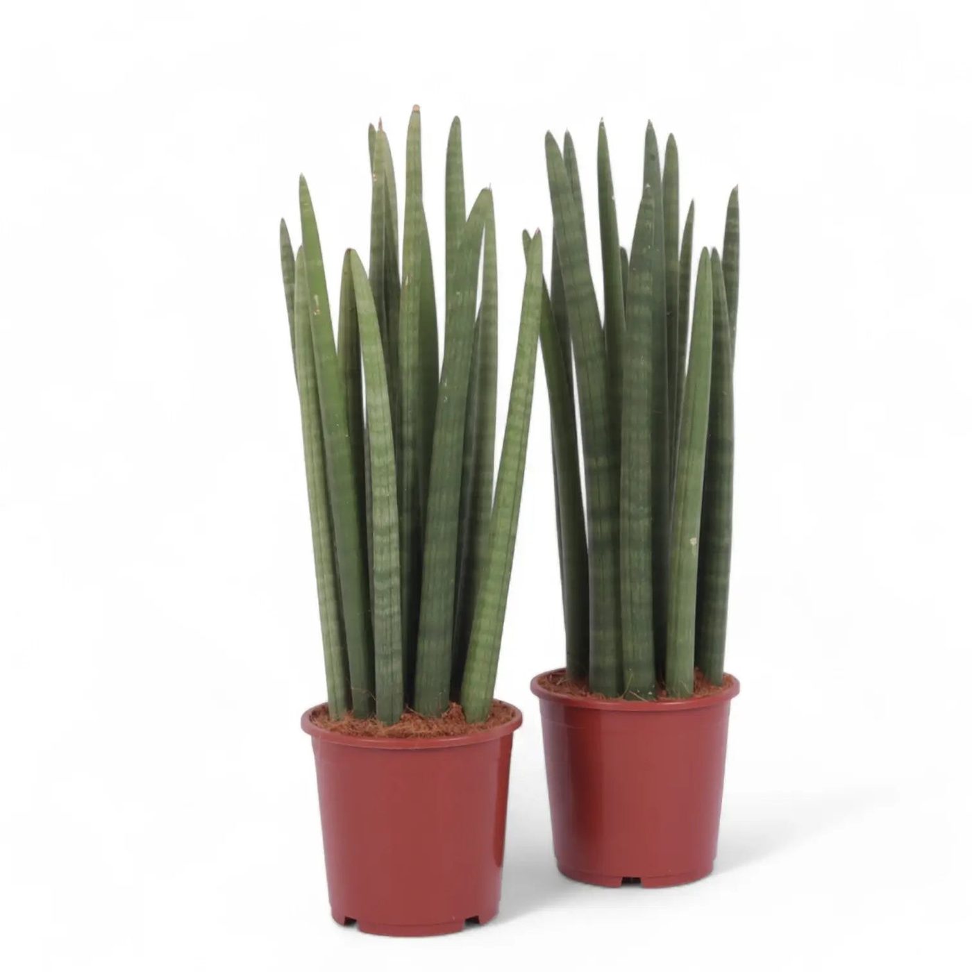 Dracaena angolensis