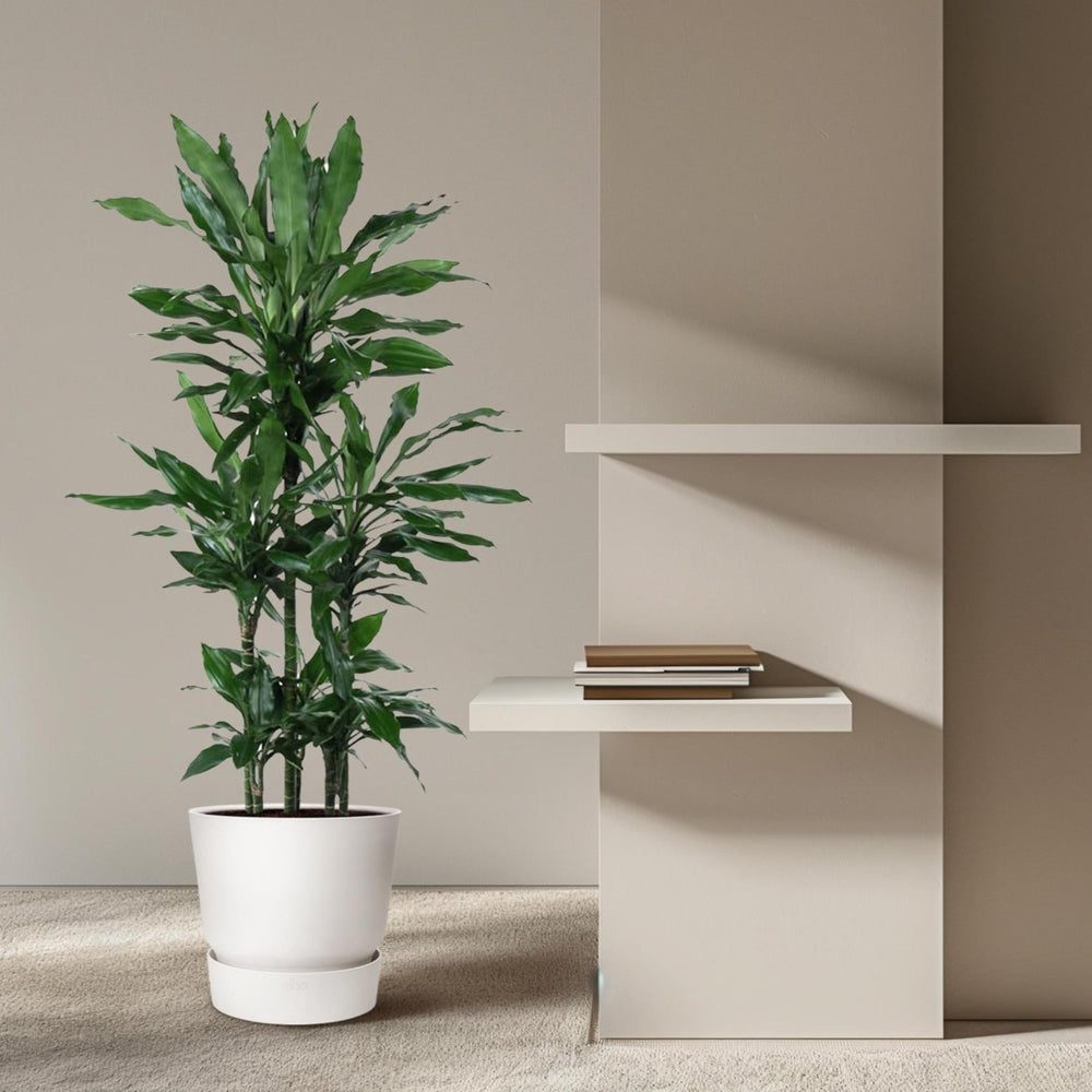 Dracaena fragrans 'Janet Lind'