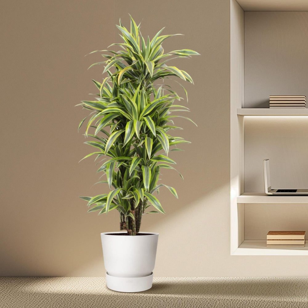 Dracaena fragrans 'Lemon Lime'