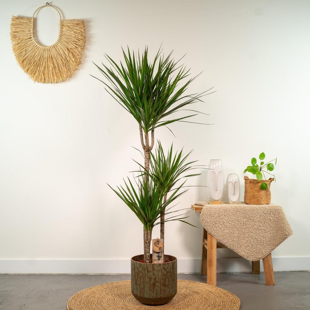 Dracaena marginata