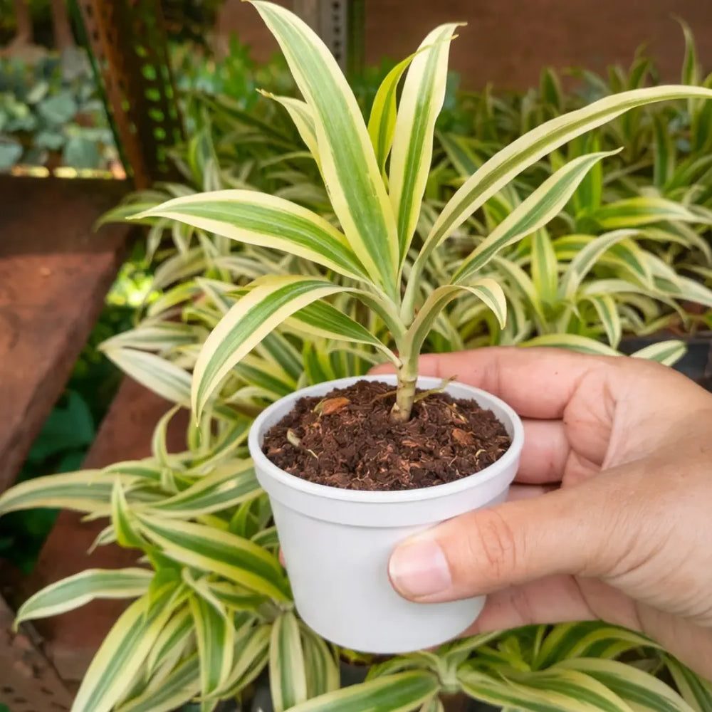 Dracaena reflexa 'Song of India'