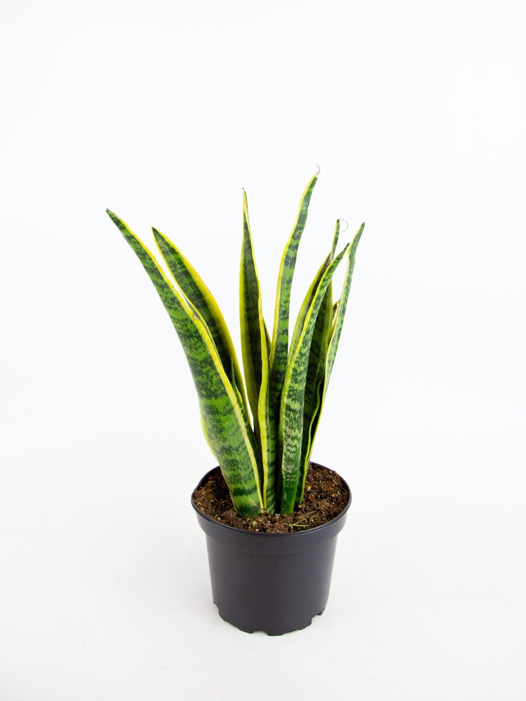 Dracaena trifasciata