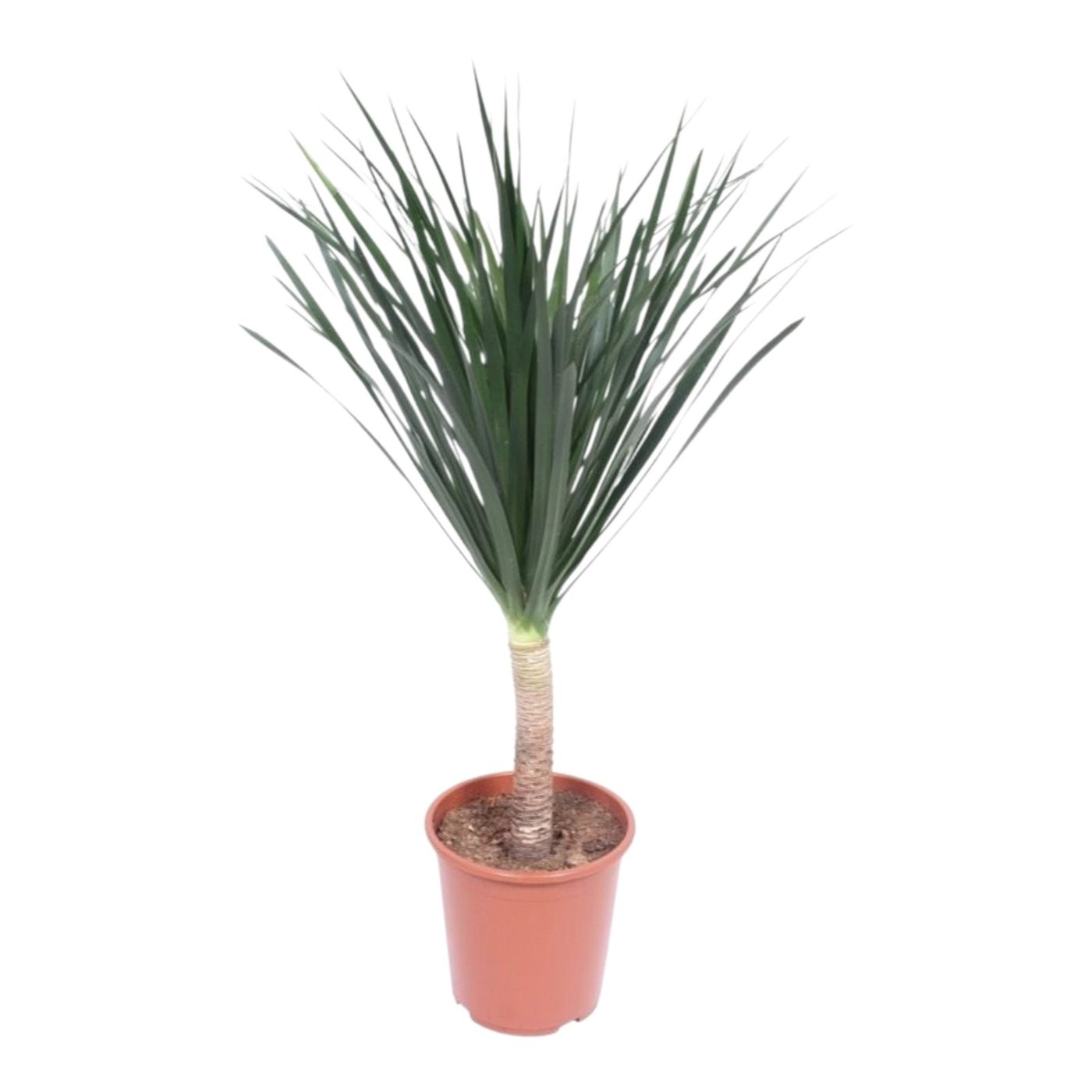 Dracena draco