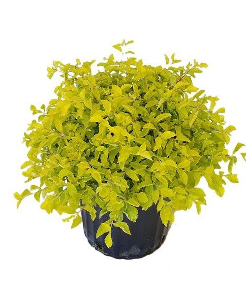Duranta erecta 'gold mound'
