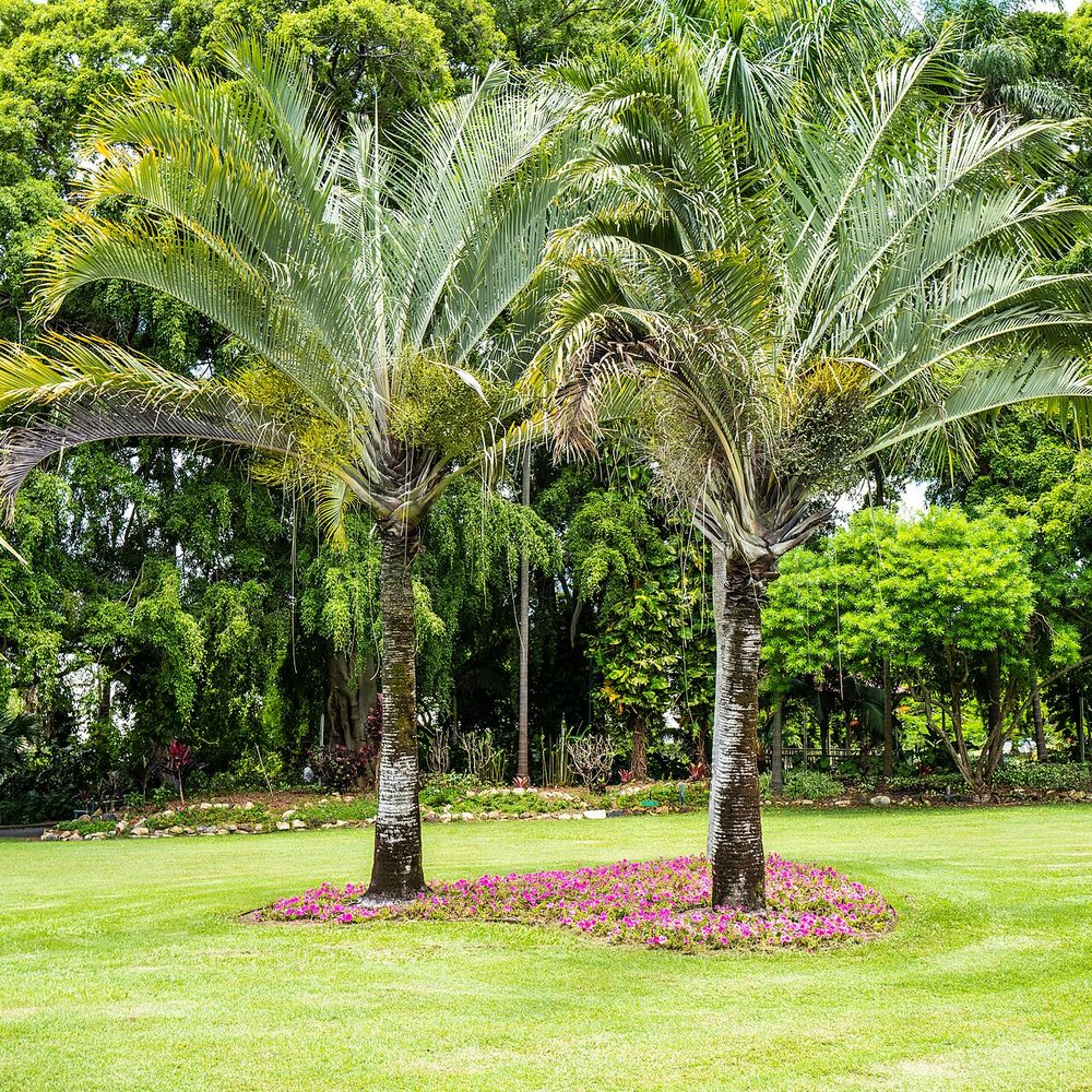 Dypsis decaryi
